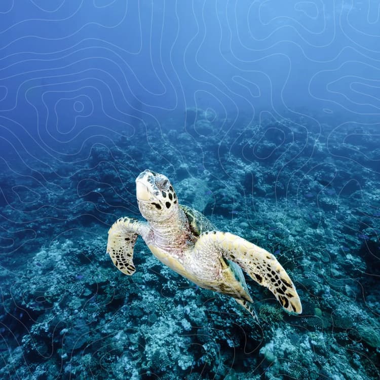 Supported by state of the art underwater photography equipments - © DUNE Mexico
